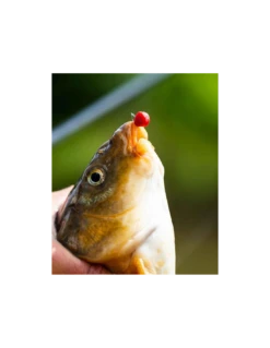 FJUKA BAIT PELLET 2IN1 FATBOY 10MM RED FJUKA BAIT 10 FJUKA BAIT PELLET 2IN1 FATBOY 10MM RED FJUKA BAIT -Verkoop Van Visgerei fjuka bait pellet 2in1 fatboy 10mm red fjuka bait 3