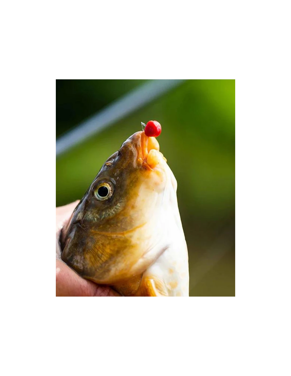 FJUKA BAIT PELLET 2IN1 FATBOY 10MM RED FJUKA BAIT 6 FJUKA BAIT PELLET 2IN1 FATBOY 10MM RED FJUKA BAIT - Afbeelding 4