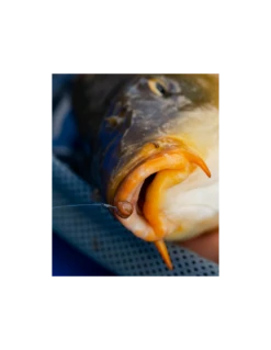 FJUKA BAIT PELLET HOOK & FEED 2IN1 NATURAL FJUKA BAIT 10 FJUKA BAIT PELLET HOOK & FEED 2IN1 NATURAL FJUKA BAIT -Verkoop Van Visgerei fjuka bait pellet hook feed 2in1 natural fjuka bait 3