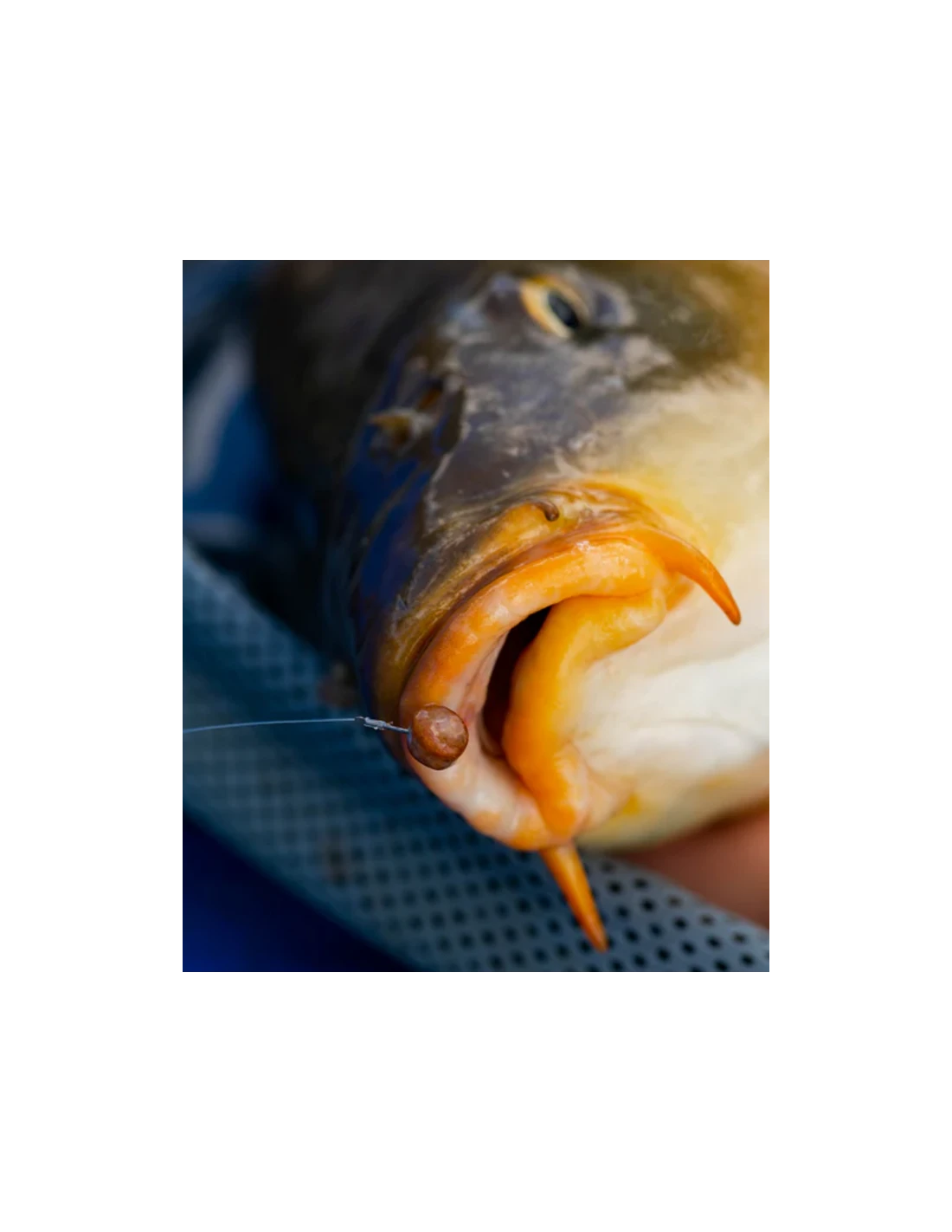 FJUKA BAIT PELLET HOOK & FEED 2IN1 NATURAL FJUKA BAIT 6 FJUKA BAIT PELLET HOOK & FEED 2IN1 NATURAL FJUKA BAIT - Afbeelding 4