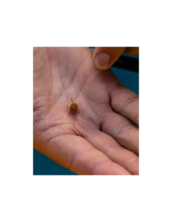 FJUKA BAIT PELLET HOOK & FEED 2IN1 NATURAL FJUKA BAIT 11 FJUKA BAIT PELLET HOOK & FEED 2IN1 NATURAL FJUKA BAIT -Verkoop Van Visgerei fjuka bait pellet hook feed 2in1 natural fjuka bait 4